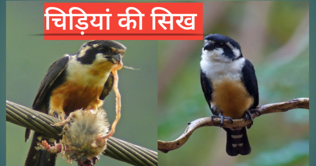 चिड़िया की सीख